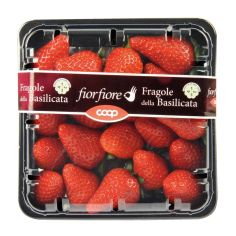 Fragole G 500